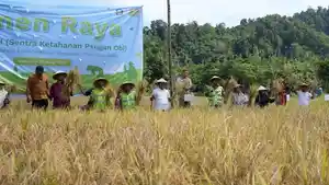 Panen-padi-di-Pulau-Obi-Halmahera-Selatan-02.jpg