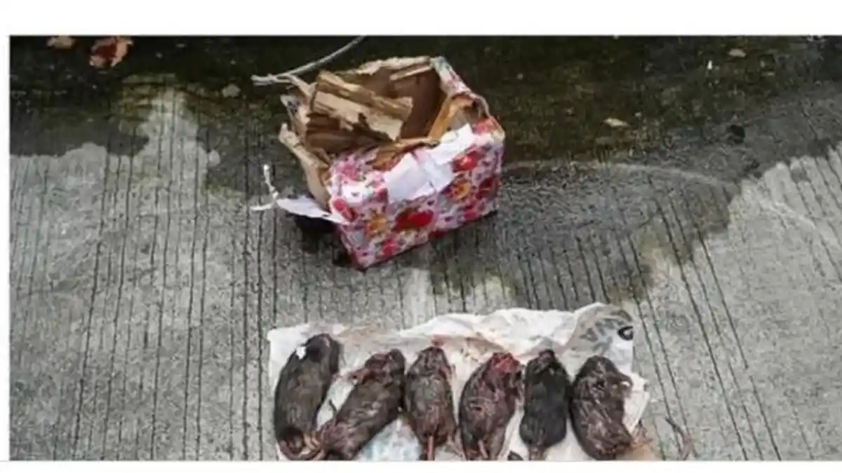 Setelah Teror Kepala Babi, Kantor Tempo Kembali Diteror 6 Bangkai Tikus