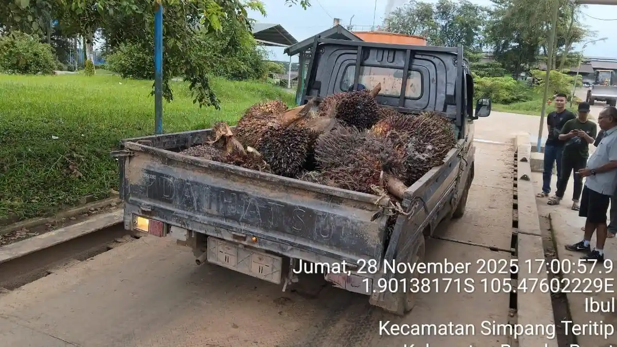 Tiga Pria Tepergok Curi TBS Sawit Perusahaan