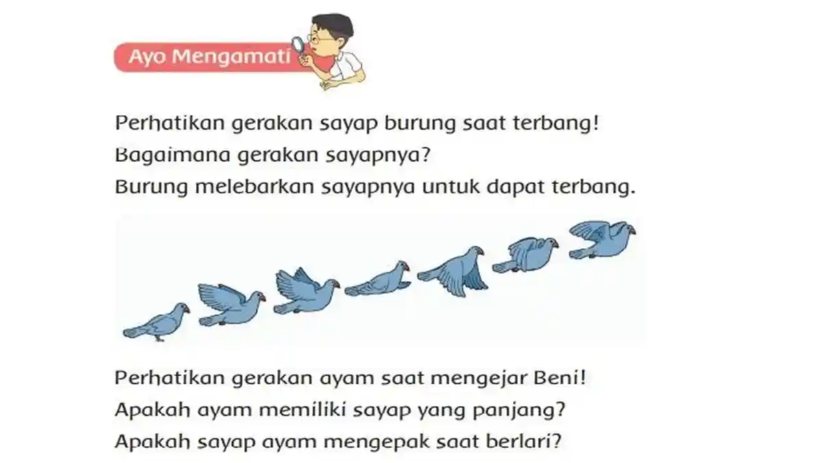 Apakah Ayam Memiliki Sayap yang Panjang? Buku Tema 6 Kelas 2 SD Halaman 71