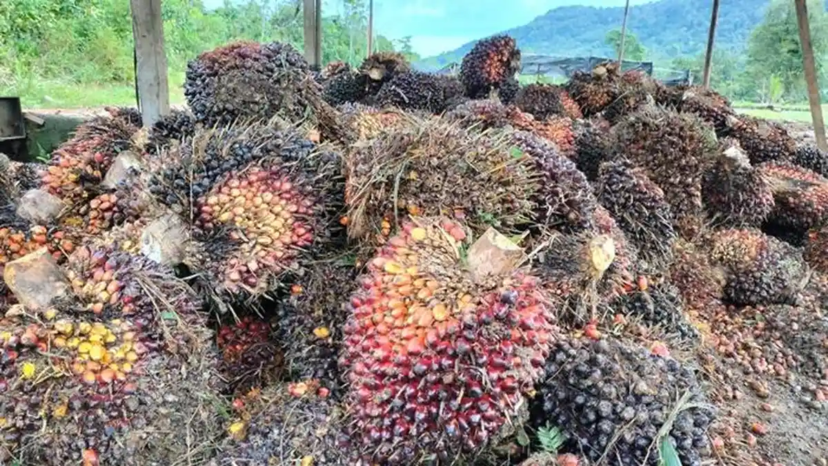 Daftar Harga TBS Kelapa Sawit di Musi Rawas Terbaru 5 Oktober 2026 ...