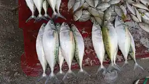 Ikan-Lema-1.jpg