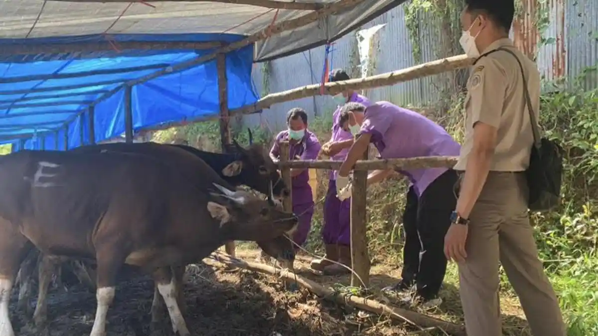 Peningkatan Populasi Ternak Sapi di Berau Didukung Teknologi Inseminasi Buatan
