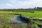 sawah-bulkum-terancam-33.jpg