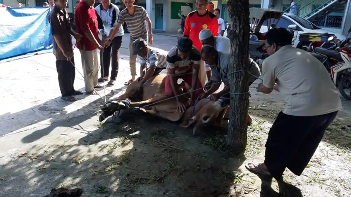 Alumni Panti Asuhan di Lhokseumawe Sembelih Hewan Kurban
