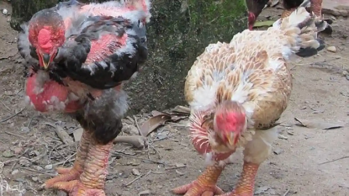 10 Arti Mimpi Ayam, Pertanda Anda Bakal Dapat Keberkahan Hidup, Bersyukurlah!