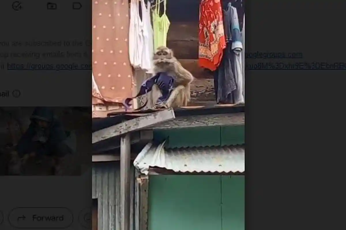 Kerap Curi Pakaian Dalam Wanita, Monyet di Banjarmasin Ini Dilumpuhkan Dengan Peluru Bius