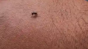 Nyamuk_Aedes_aegypti_menggigit_kulit.jpg