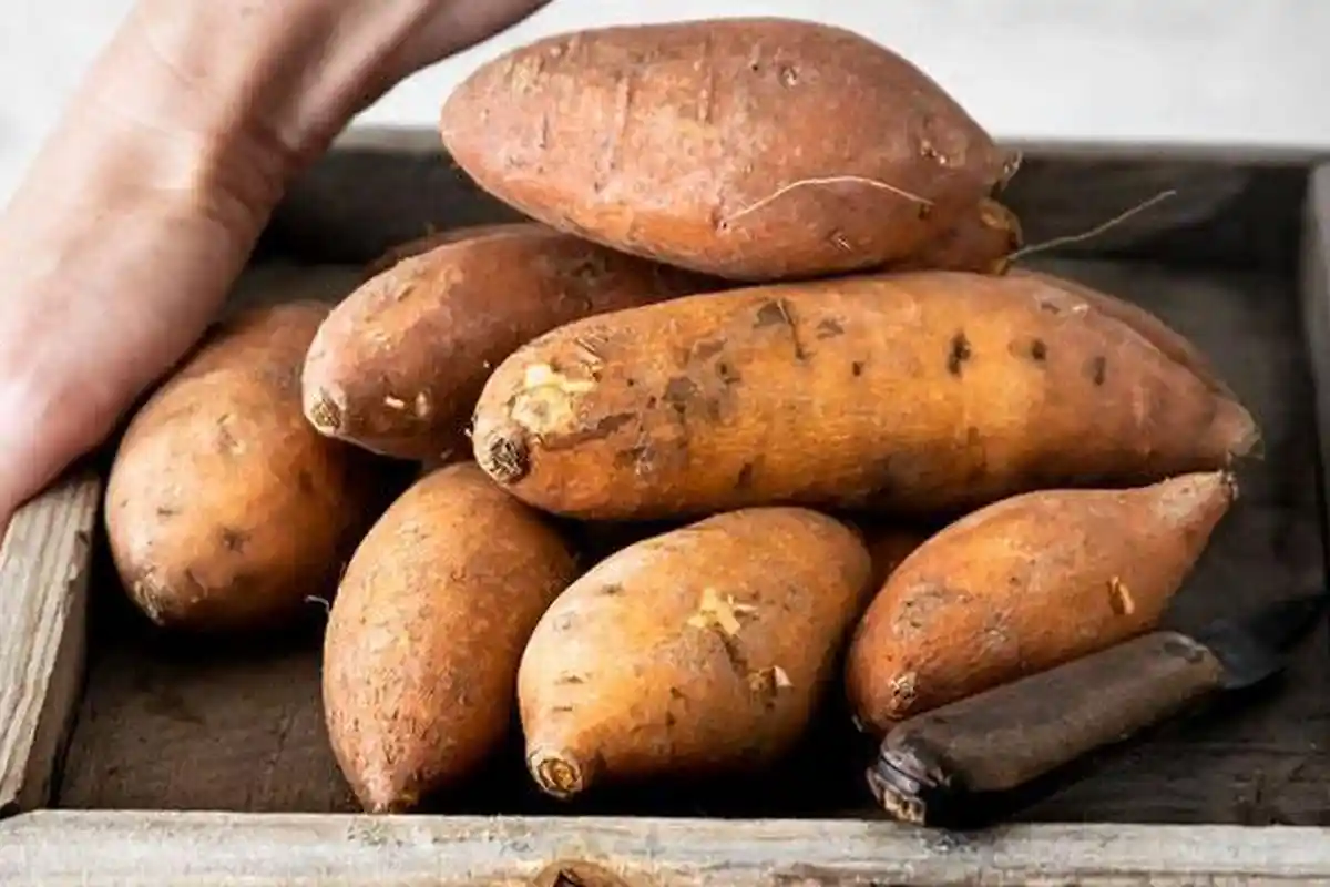 8 Resep Ubi Cilembu untuk Menu Diet, Kaya Vitamin A dan Antioksidan, Dibuat Smoothie hingga Salad