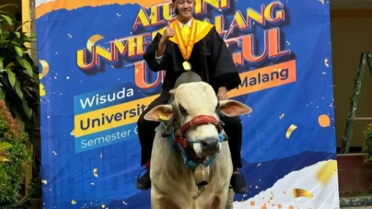 Viral Mahasiswa Bawa 3 Sapi ke Wisuda, Hasil Ternak Jadi Modal Kuliah Mandiri