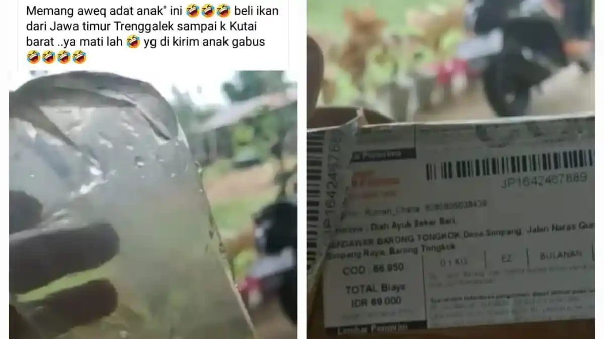 Video Viral, Warga di Kubar Curhat Beli Ikan Arwana di Lazada Malah Dikirimi Anak Ikan Gabus