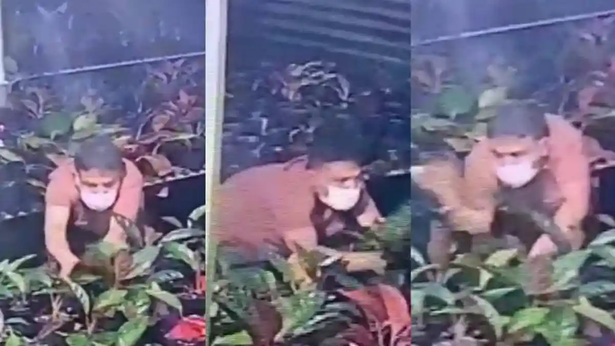 Kasus Pencurian Aglaonema, DPP ASA: Tak Ada Ampun bagi Pencuri dan Penadah