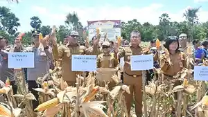 Wakil-Gubernur-Nusa-Tenggara-Timur-panen-jagung-di-Oelamasi.jpg