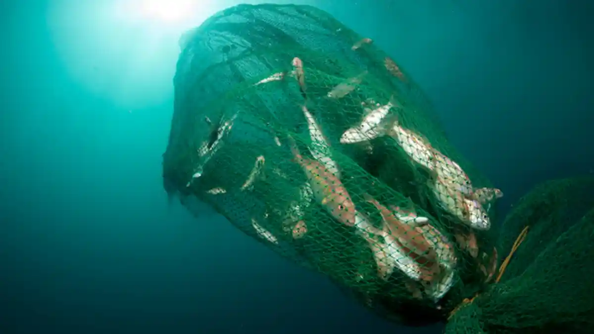 Nekat Tangkap Ikan Pakai Jaring Trawl, Tiga Nelayan Panceng di Gresik Diringkus