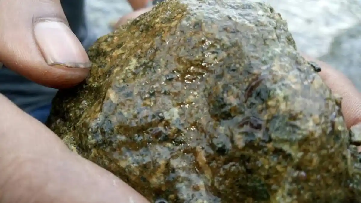 Isu Lintah dan Langkanya Spesies Ikan Diduga Dampak Pencemaran Limbah Perusahaan