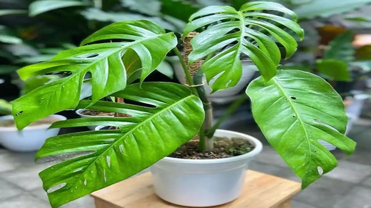 Takaran Pas Pemberian Pupuk pada Tanaman Daun Ekor Naga, Perhatikan Ini Jadwal dan Caranya
