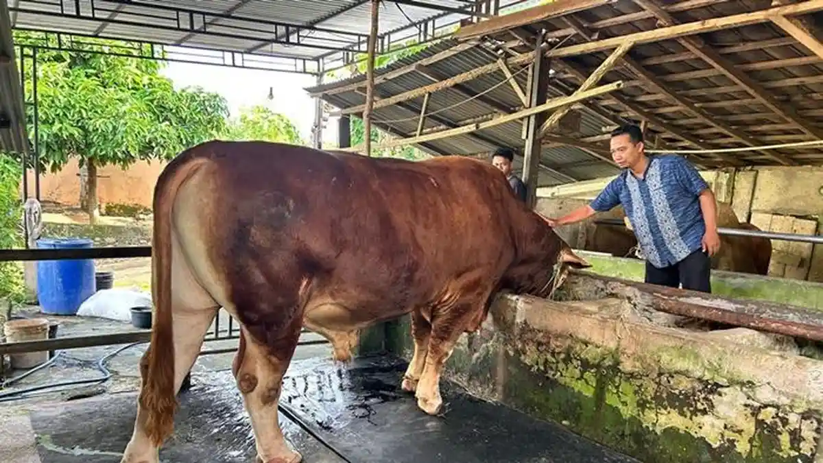 Melihat Vigor, Sapi Kurban Presiden Prabowo di Lubuklinggau, Jenis Simmental Punya Bobot 850 Kg