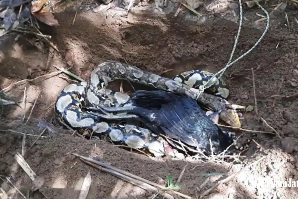 'Geregetan', Warga Desa Senden Trenggalek Kejar Ular Piton 3 Meter yang Memangsa Puluhan Unggas