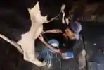 Geliat Peternak Sapi Perah Pondok Ranggon di Masa Pandemi