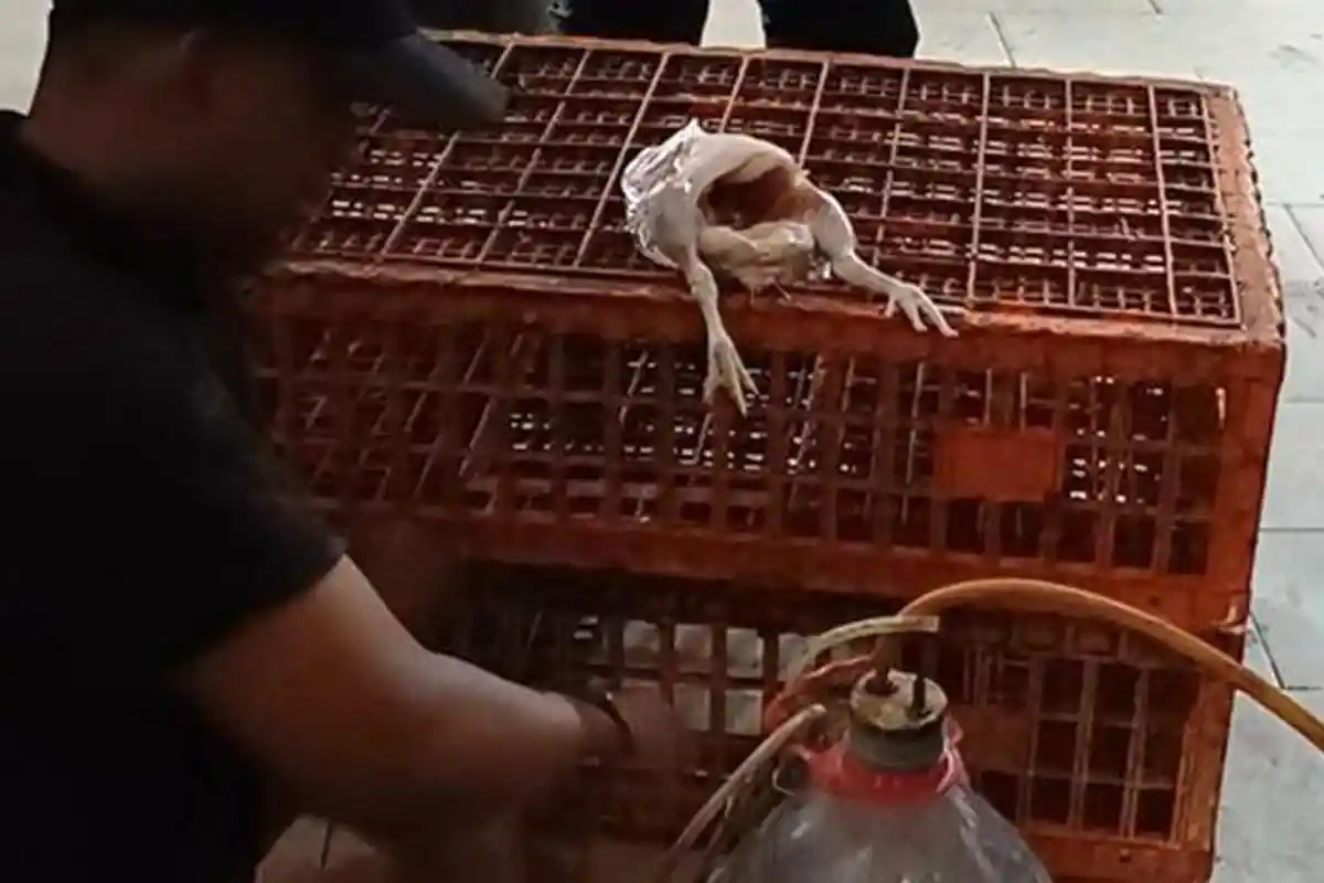 WASPADA! Ada Ayam Gelonggongan Disuntik Air Kotor, Daging Mengandung Banyak Bakteri