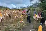 panenjagung-ngabang.jpg