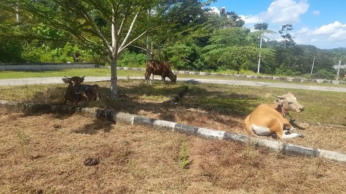 20 Sapi Kurban Pemprov Sulbar untuk Warga Miskin Ekstrem dan Stunting