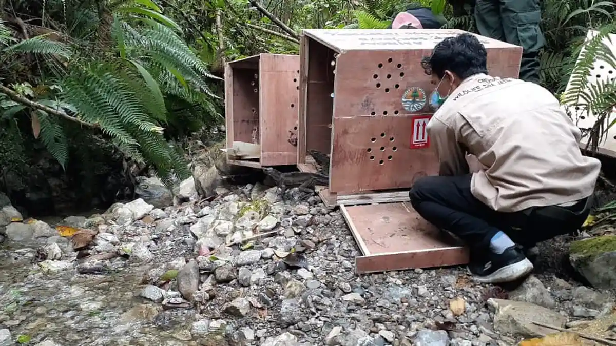 90 Ekor Hewan Endemik Dilepas-liarkan di Taman Nasional Manusela Maluku Tengah