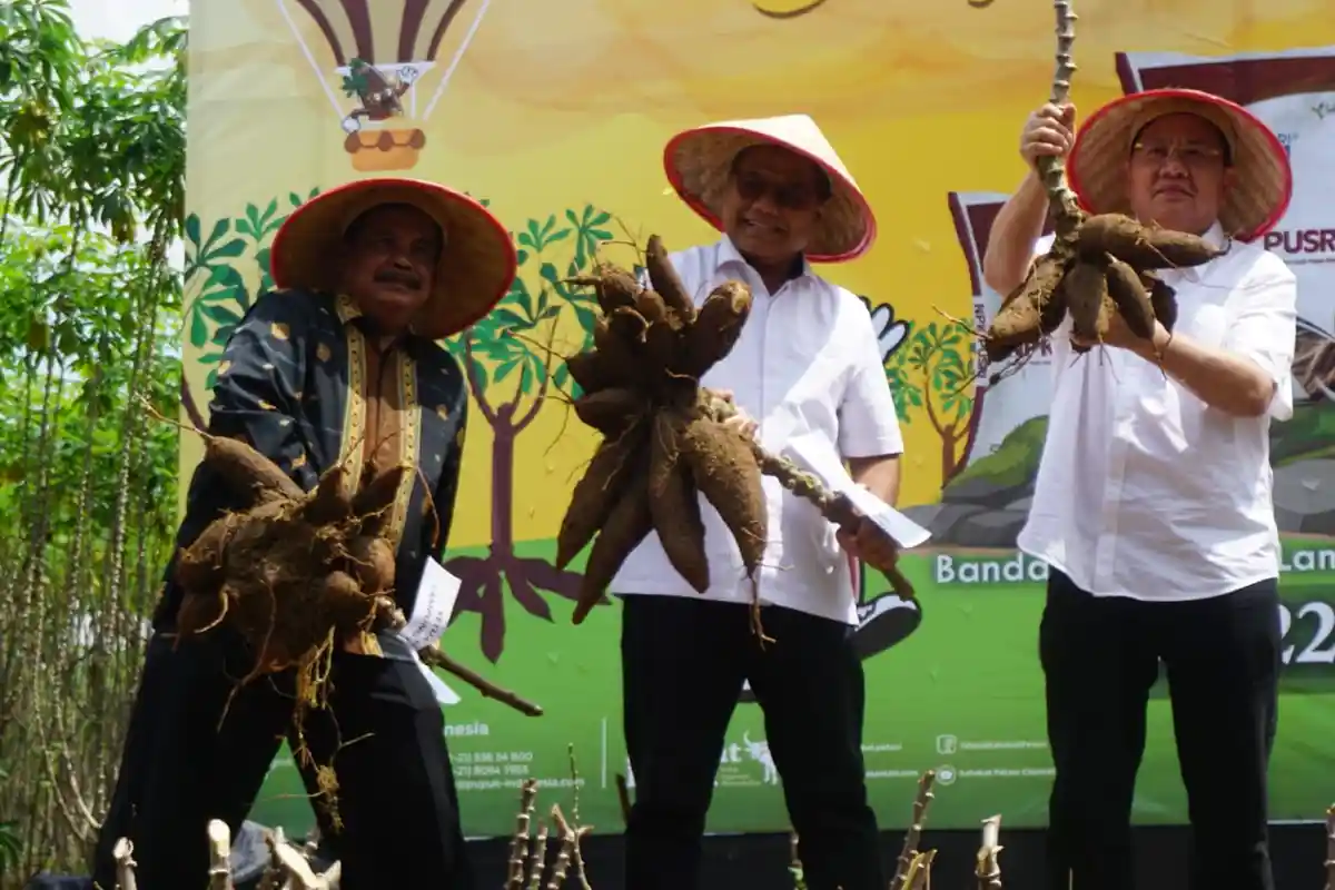 Ketua DPRD Lampung Tengah Sumarsono Panen Singkong Bersama Petani di Mataram Udik