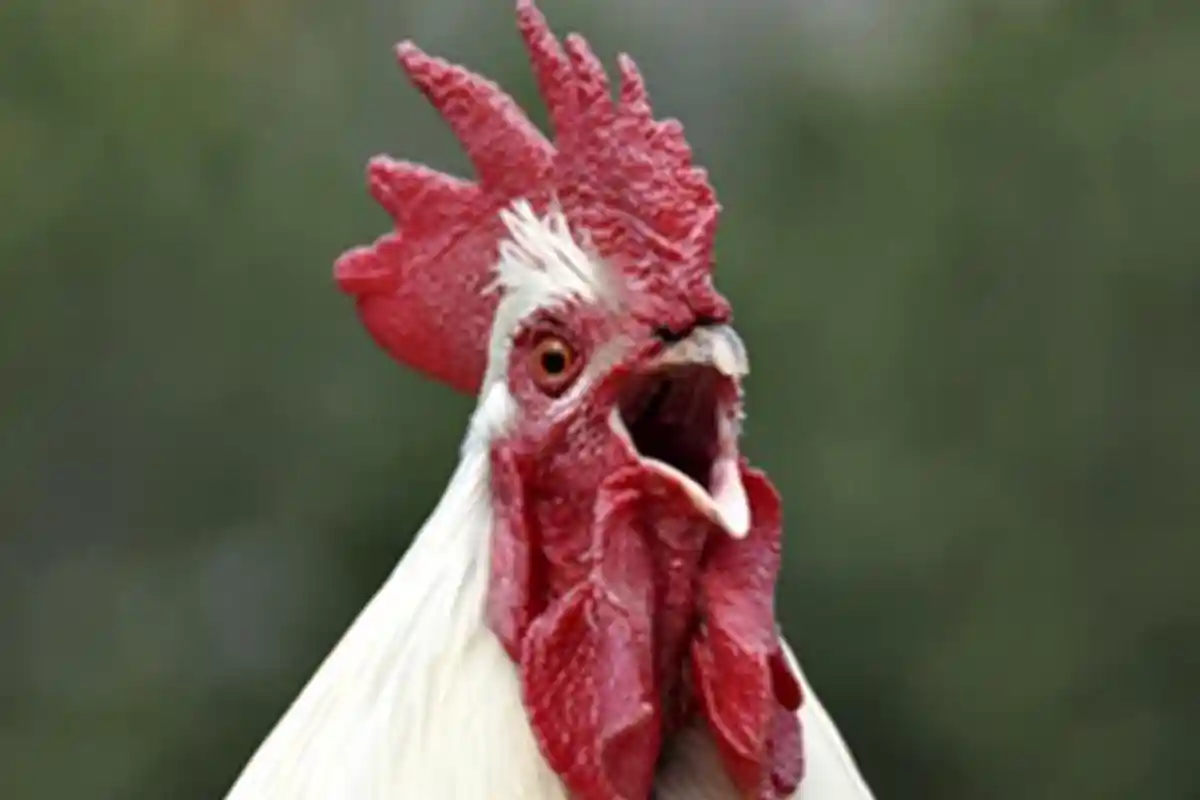 Arti Mimpi Ayam, Bisa Jadi akan Mendapatkan Keberuntungan yang Berlimpah