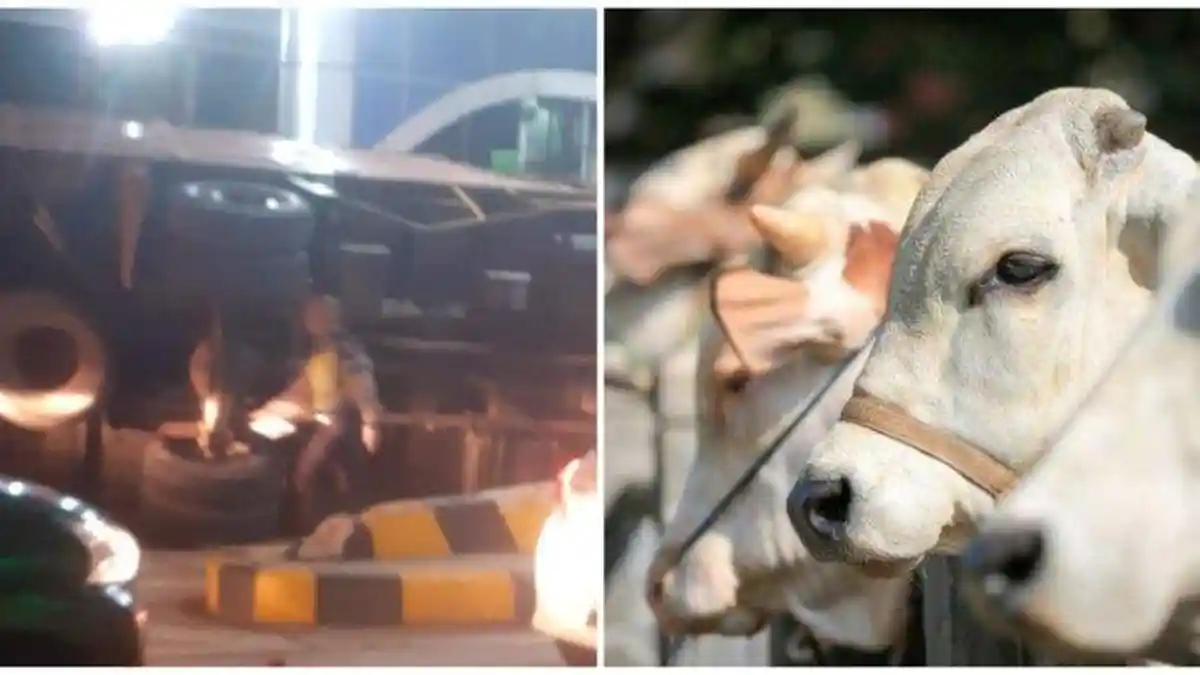Viral Sejumlah Sapi Berkeliaran di Jalan Tol Menuju Bandara, Petugas: Truk Bawa Sapi Terbalik