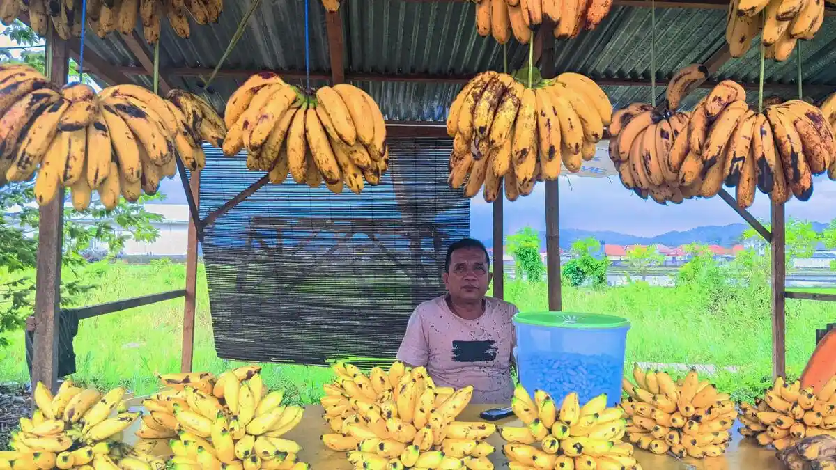 Nasib Agus Saidi, Pedagang Pisang di Kota Gorontalo Terancam Kehilangan Tempat Berjualan