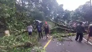 POHON-ROBOH-Sebuah-pohon-tumbang-di-Jalan-TomohonManado-di-Kelurahan-Tinoor.jpg