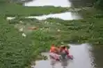 Bersihkan Sampah Eceng Gondok dengan Perahu Karet