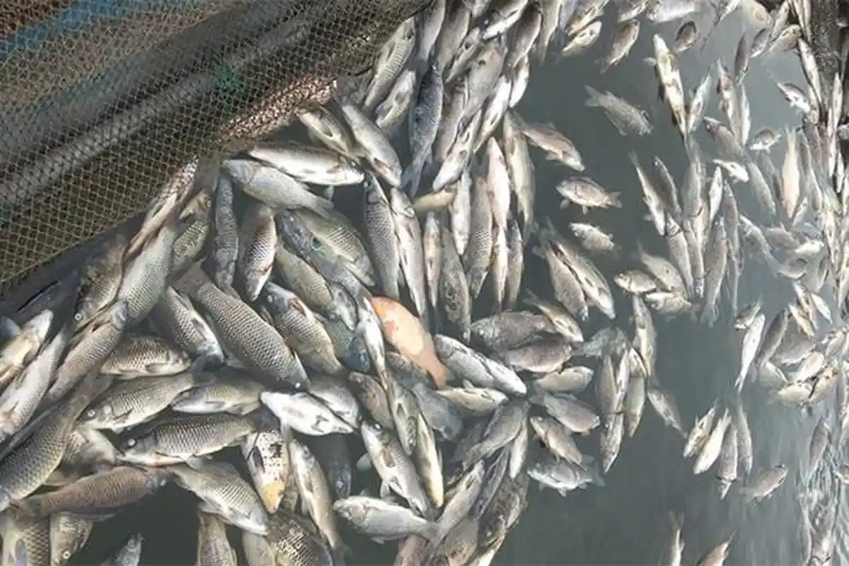 Hasil Uji Lab Diskan Kampar, Ini Penyebab Ikan Mas Mati Massal di Waduk Koto Panjang