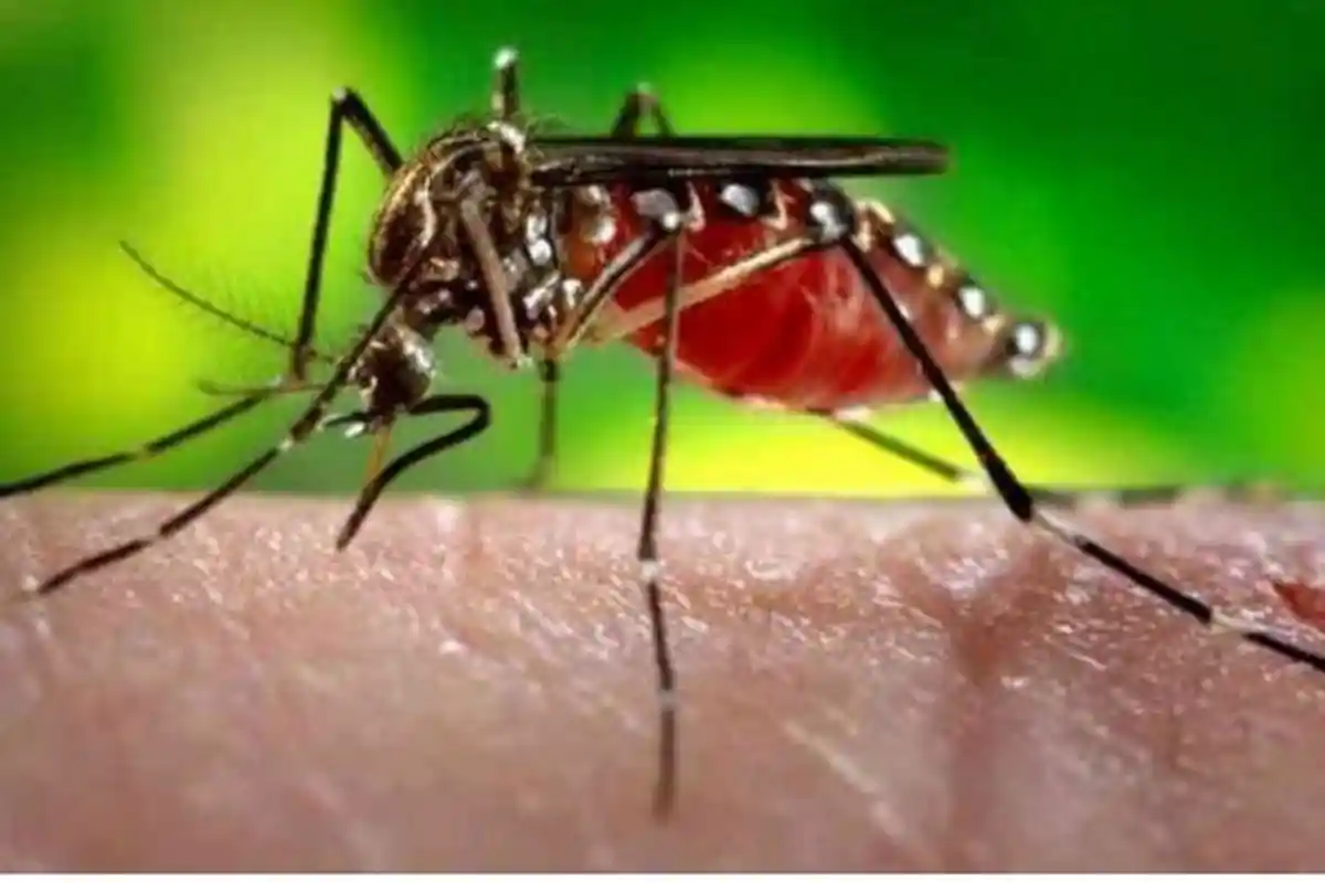 Awal Tahun 2022 Kasus DBD di Talaud Meningkat, Ada 28 Kasus dan 1 Meninggal