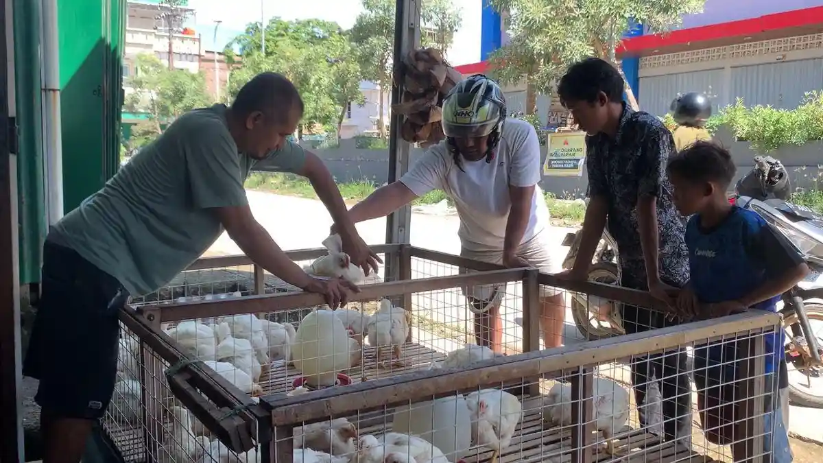 Harga Ayam Potong di Pasar Tempe Wajo Normal, Per Ekor Rp55 Ribu