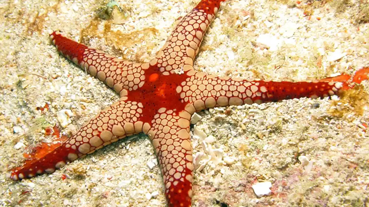 Fakta Tentang Bintang Laut: Lengannya Bisa Putus dan Tumbuh Kembali