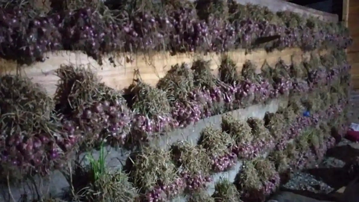 Pidie dan Pijay Akan Jadi Kawasan Agro Industri Bawang Merah