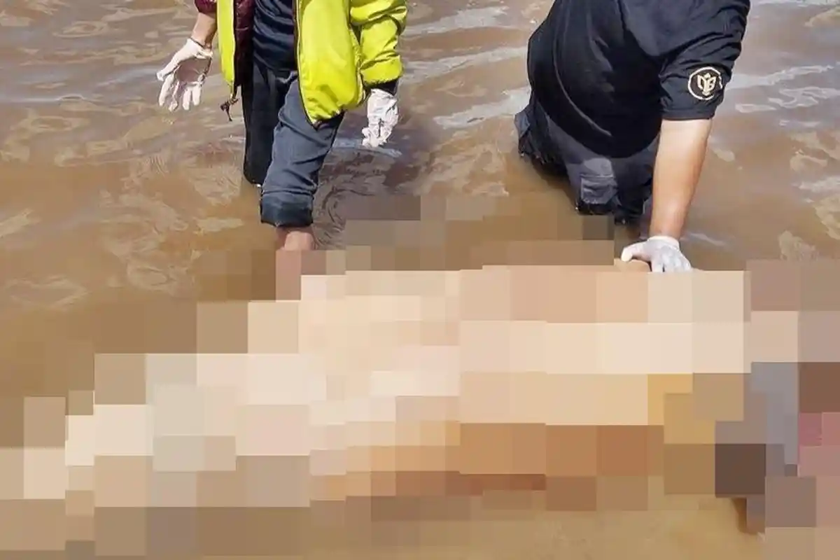 Pesut Mahakam Ditemukan Mati di Perairan Bukit Jering Kukar, Bernama Four Jenis Jantan 