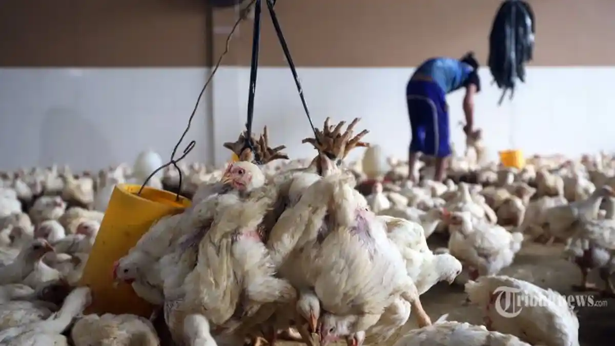 Peternak Ayam Mandiri Minta Pemerintah Perhatikan Kebijakan Impor GPS