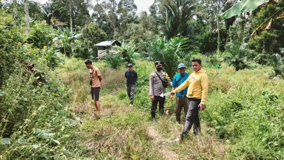 3 Ekor Sapi Milik Warga di Tapango Polman Hilang Diduga Dicuri, Kerugian Capai Rp28 Juta