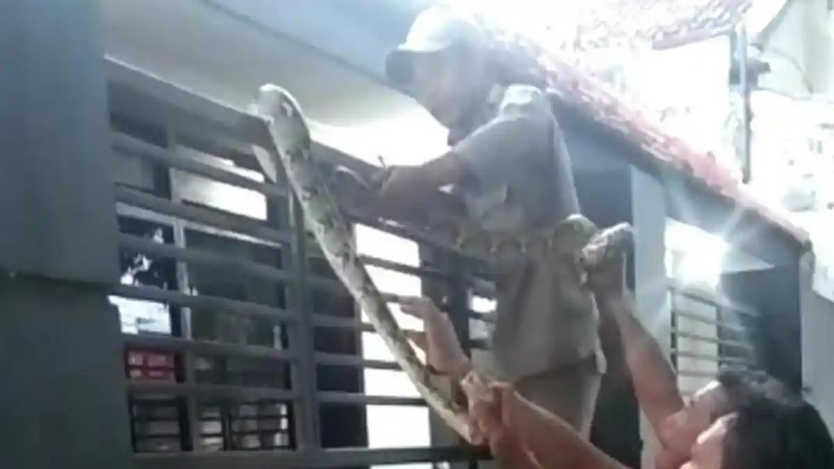 Ular Piton Sepanjang 3 Meter Teror Warga Tuban, Satpol PP dan Damkar Sampai Turun Tangan