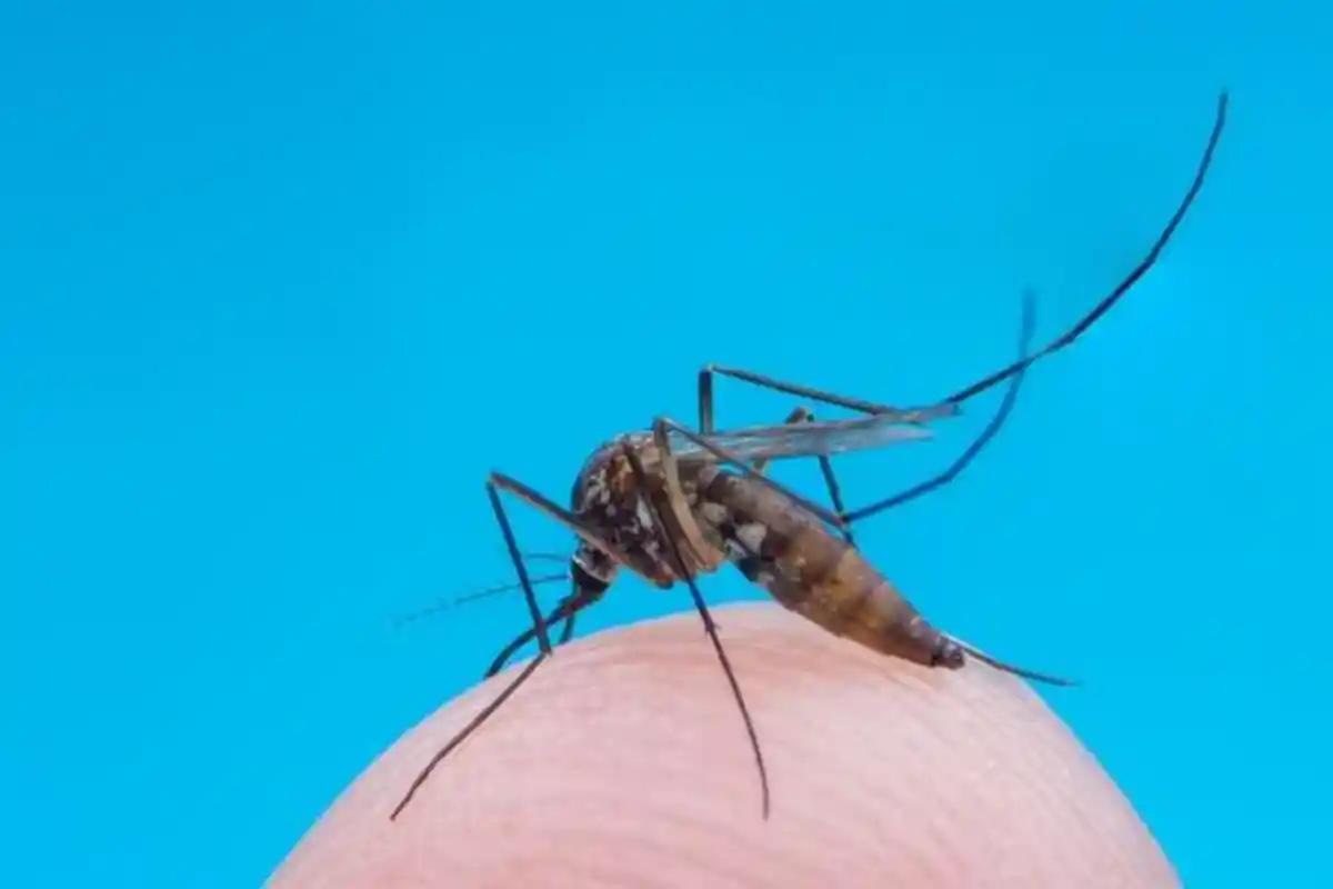 Waspada Demam Berdarah, Penderita DBD di Bontang Meninggal, Pilot Project Nyamuk Wolbachia Tak Gagal