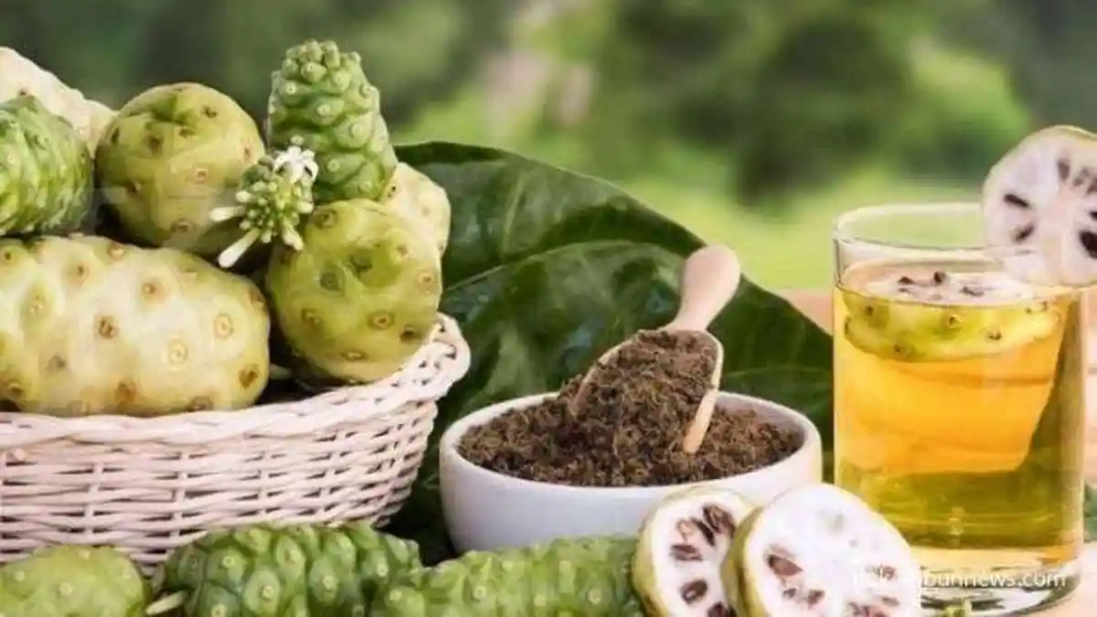 Khasiat Mengkudu untuk Kesehatan ! Cek Manfaat Mengkudu untuk Asam Urat , Kolesterol & Penyakit Lain