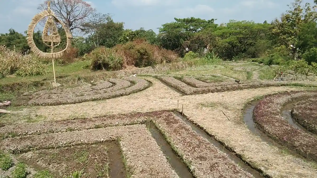 Unik, Warga Klaten Ini Sulap Lahan Jadi Kebun Bermotif Batik