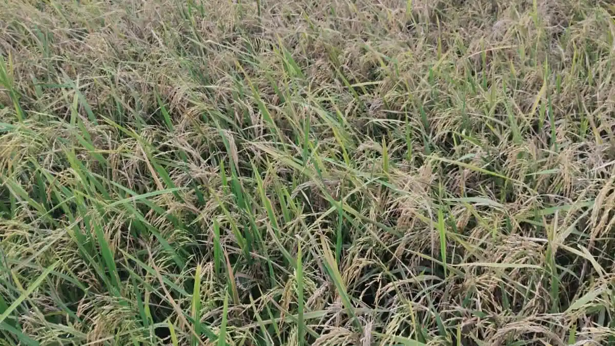 Petani Bone Terpuruk, Kemarau Panjang Picu Hama dan Turunkan Hasil Panen