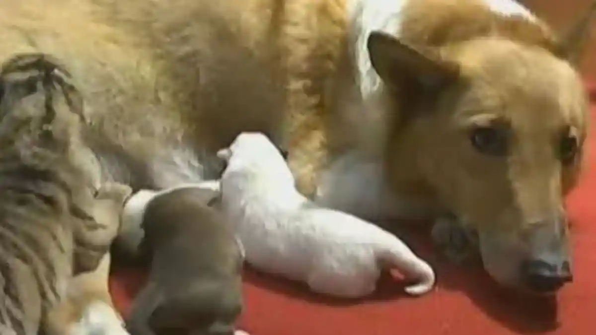 Anjing Betina Ini Menyusui Empat Ekor Anak Harimau Siberia