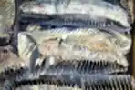 Penyelundupan 220,12 Kg Kuda Laut Kering Berhasil Digagalkan