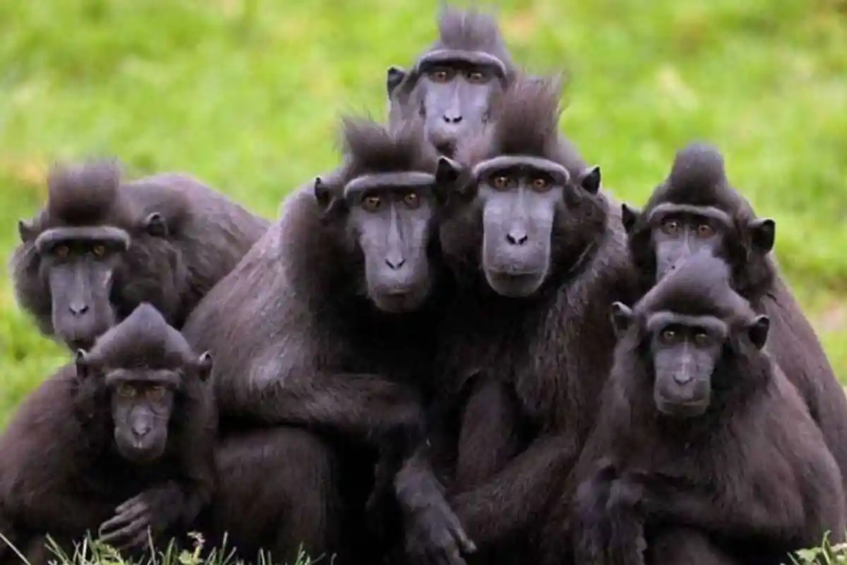 Arti Mimpi Digigit Monyet, Pertanda Baik ataukah Buruk? Berikut Tafsirnya