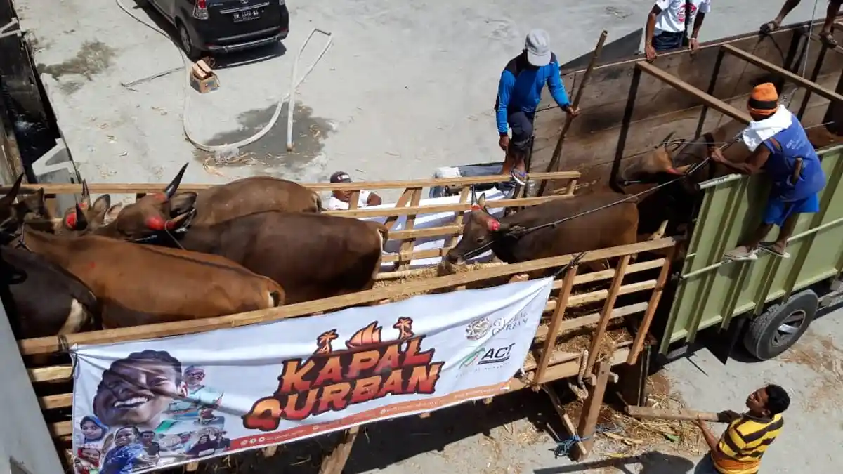Kapal Qurban Layarkan Ratusan Sapi Sumbawa ke Jakarta